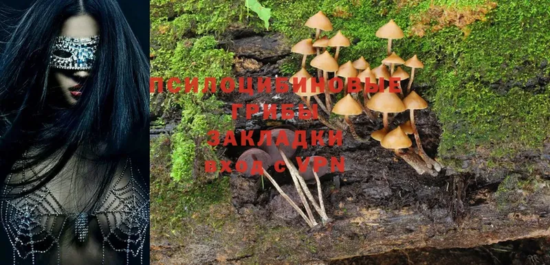 Псилоцибиновые грибы Psilocybe  Партизанск 